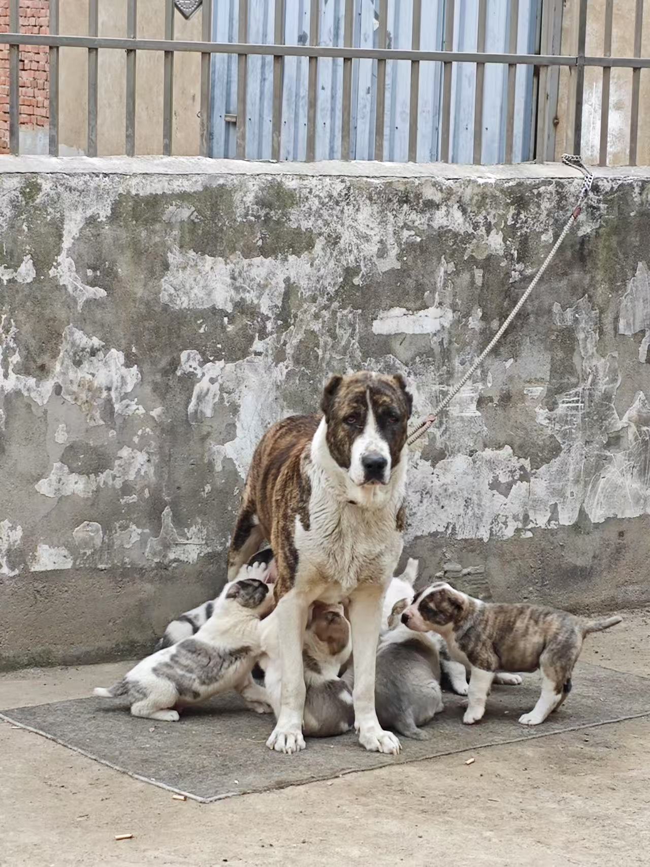 #给狗狗找个新家2. 你是否在寻找忠诚的伙伴？中亚幼犬正在寻找主人，